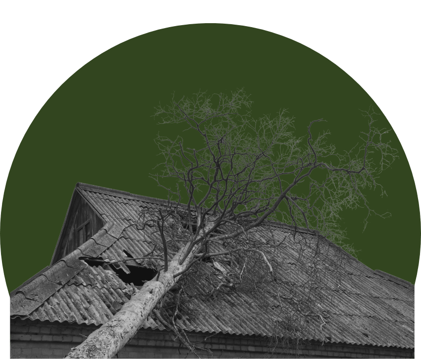 public adjuster florida