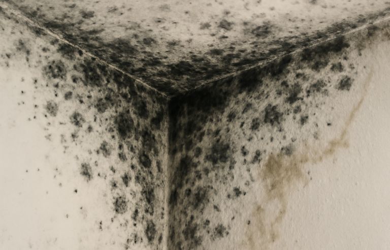 Insurance Claim Tips for Mold Damage